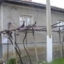 House for sale in Pleven area
